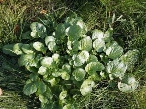 Winter Cress-Barbarea Vulgaris - Img 3