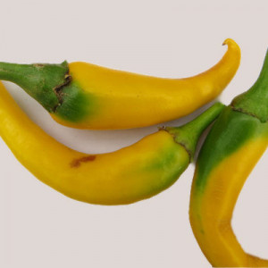 Ardei iute Romanian Yellow