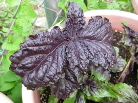Busuioc Lettuce leaf purple - Img 2