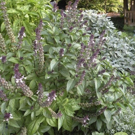 Busuioc Scortisoara