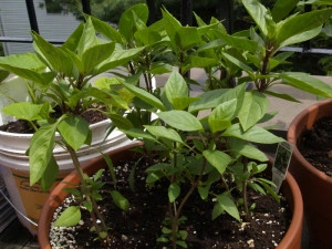 Busuiocul anason-Thai basil - Img 3