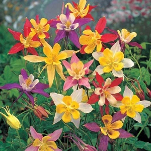 Caldarusa-Aquilegia McKana Giant Hybrids - Img 2