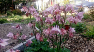 Caldarusa-Aquilegia Vulgaris Pink