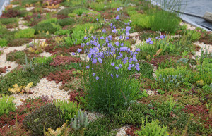 Campanula Rotundifolia