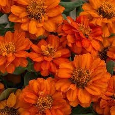 Carciumareasa Profusion double Orange - Img 2