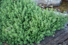 Cimbrisor-Thymus serpyllum