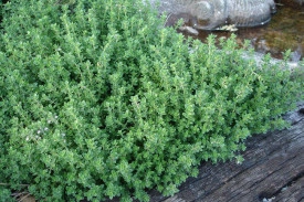 Cimbrisor-Thymus serpyllum