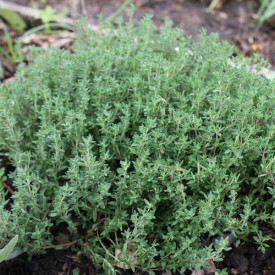 Cimbru Peren-Thymus Vulgaris