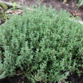Cimbru Peren-Thymus Vulgaris - Img 2