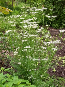Coriandru-Coriandrum sativum - Img 5