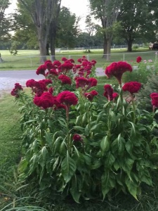 Creasta cocosului batuta-Celosia Argentea Cristata Red King