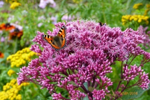 Eupatorium Maculatum Atropurpureum - Img 3