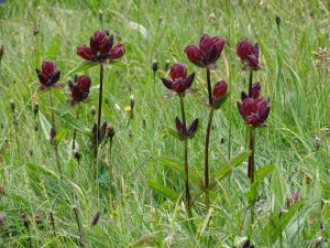 Gentiana Purpurea - Img 5