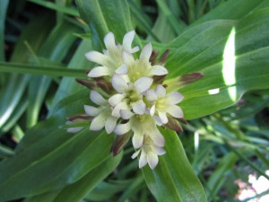 Gentiana Tibetica - Img 5