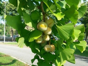 Ginkgo Biloba