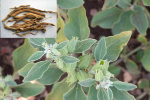 Ginseng Indian-Ashwaganda-Withania somnifera