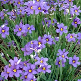 Iarba cu ochi albastri-Sisyrinchium Angustifolium - Img 4