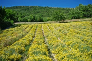 Imortela-Helichrysum arenarium-Siminoc - Img 5