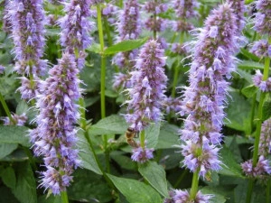 Korean mint-Agastache rugosa purple