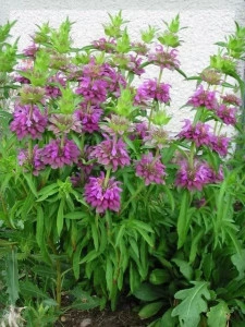 Lemon beebalm-Monarda citriodora