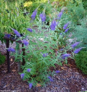 Liliac de vara-Buddleja Davidii Empire Blue  - Img 3