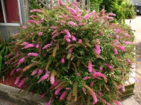 Liliac de vara-Buddleja Davidii Pink Delight - Img 2