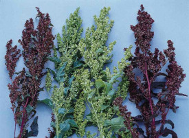 Loboda verde-Atriplex hortensis