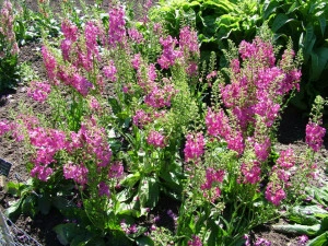 Lumanarica-Verbascum Phoeniceum Rosetta - Img 2