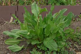Macris-Rumex acetosa
