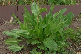Macris-Rumex acetosa - Img 5