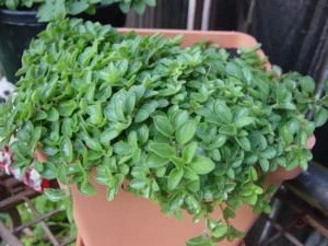 Maghiran-Origanum majorana - Img 4