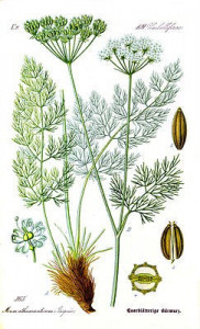 Meum athamanticum