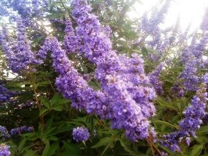 Mielareaua-Vitex agnus castus - Img 4
