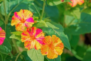 Mirabilis Jalapa mix - Img 2