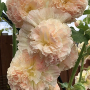 Nalba de gradina Double Apricot