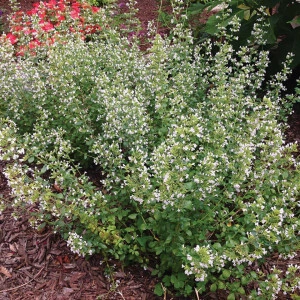 Nepeta cataria-Catusnica 