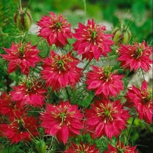 Nigella Damascena Persian Jewels Red