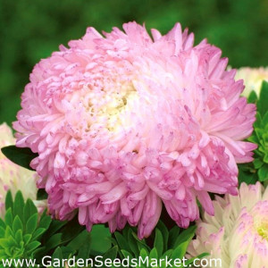 Ochiul boului-Callistephus chinensis Paeony Duchess Pink
