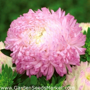 Ochiul boului-Callistephus chinensis Paeony Duchess Pink - Img 2