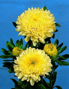 Ochiul boului-Callistephus chinensis Paeony Yellow - Img 2