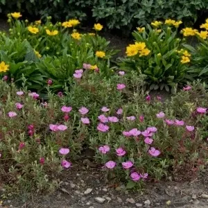 Oenothera Kunthiana Glowing Magenta - Img 4