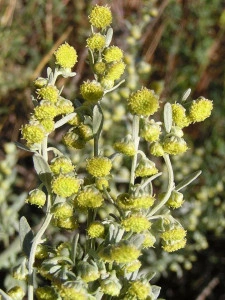 Pelin-Artemisia - Img 4