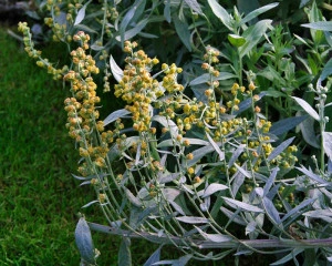 Pelin de argint-Artemisia Ludoviciana - Img 2