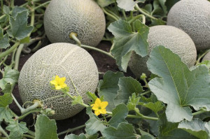 Pepene galben Cantaloupe Honeydew 