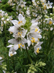 Polemonium Caeruleum-Jacob's Ladder White - Img 1