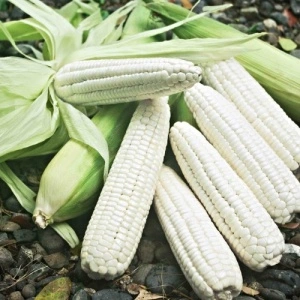 Porumb White Corn - Img 3