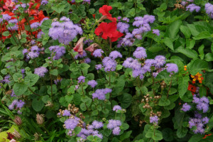 Pufuleti albastri-Ageratum Houstonianum