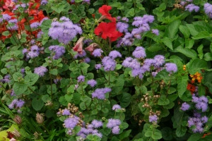 Pufuleti albastri-Ageratum Houstonianum - Img 3