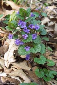 Rotunjoara-Glechoma Hederacea - Img 3