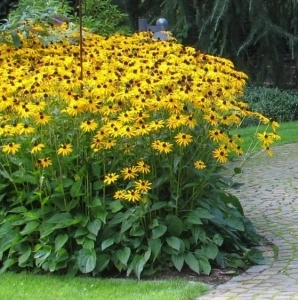 Rudbeckia Fulgida Goldsturm - Img 3